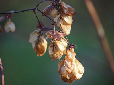 Hopfen