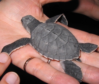 Babyschildkröte