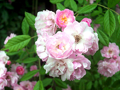 Dortmund Rosarium Rose Gruss an Zabern