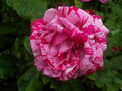 Rosarium Dortmund Rose Historische unbekannt