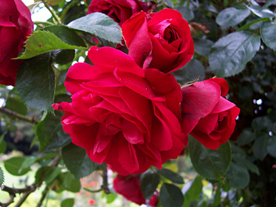 Rosarium Dortmund Rose Rot unbekannt