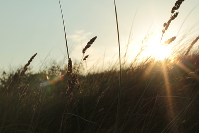 Sonne und Gras