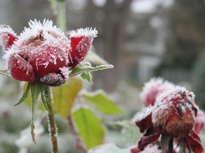 Frost im Blumenbeet 1