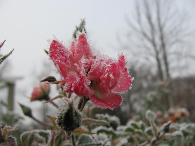 Frost im Blumenbeet 2
