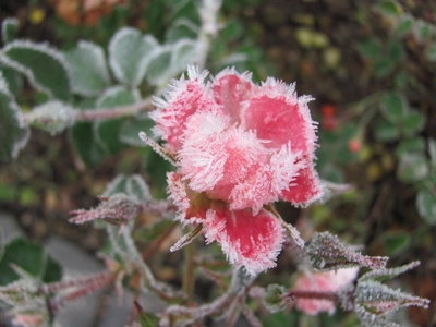 Frost im Blumenbeet 4