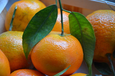 clementine mit Blatt