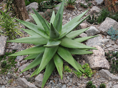 Kaktus-0005