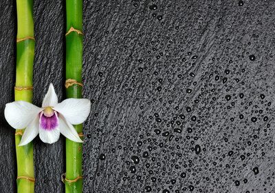 Orchidee mit Bambus auf Schwarz