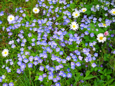 Blumenwiese weißblau