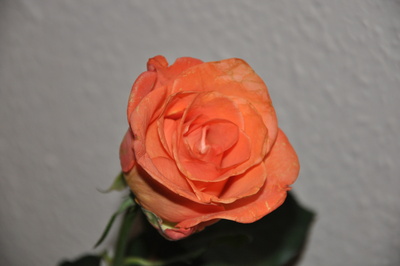 reife Rose 1