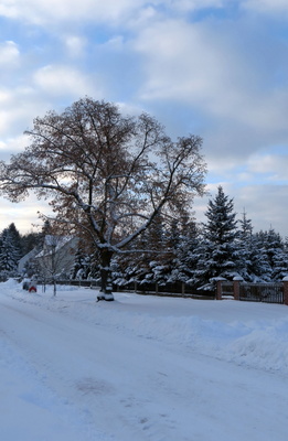 *WS* der Lindenbaum im Winter