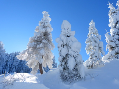 Jungwald im Schnee