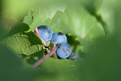 Blaubeeren