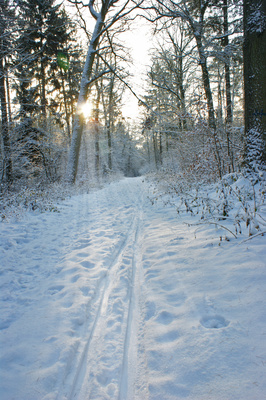 Spuren im Schnee Spuren im Schnee