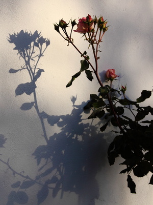 Die Schatten der Rose