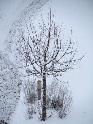 Baum in der Gartenanlage im Winter