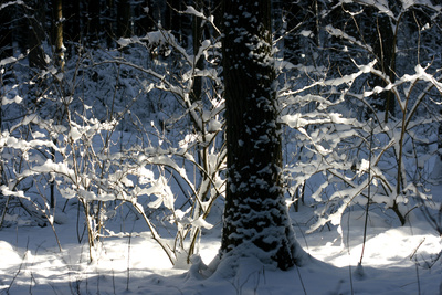 Winterwald 19