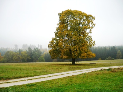 Herbstlinde bei Dornstadt-Bollingen