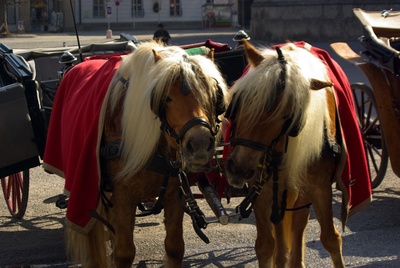 Pferde in der Stadt
