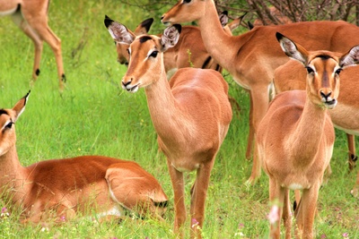 Impala (Aepyceros melampus)