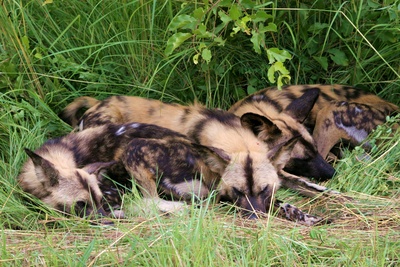 Afrikanischer Wildhund (Lycaon pictus)