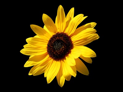 Sonnenblume Freigestellt