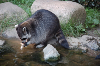 Waschbär mit Apfel