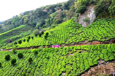 Kerala Teeplantage mit lila Bus