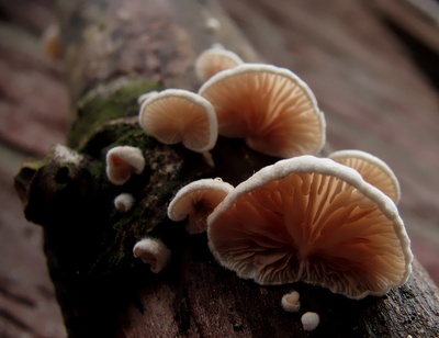 Kleine Pilze auf einem dicken Ast Foto Nr:1