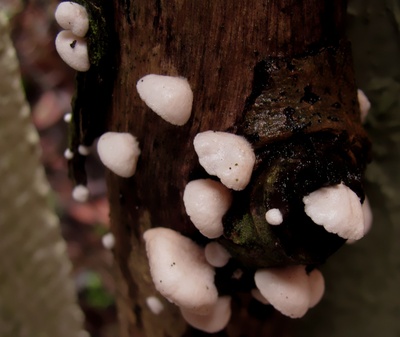 Kleine Pilze auf einem dicken Ast Foto Nr: 2