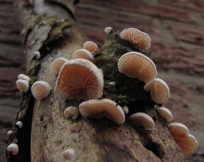 Kleine Pilze auf einem dicken Ast Foto Nr: 3