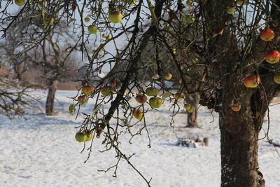 Vergessener Apfelbaum