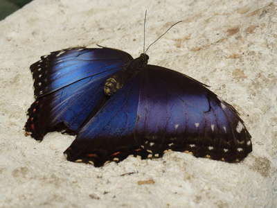 Großer blauer Schmetterling