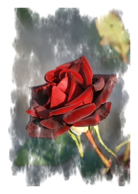 eine rose vom sommer 2012