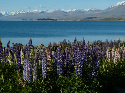 Am Lake Tekapo (Neuseeland) 1