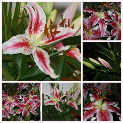 Lilien