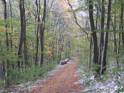 Waldweg mit Schnee und grünen Blättern