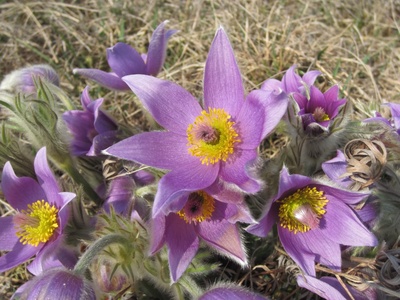 Lila Blüten - Küchenschelle (Pulsatilla vulgaris)