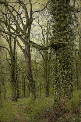geheimnisvoller Wald
