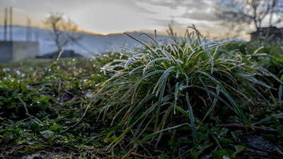 Gras im Frost