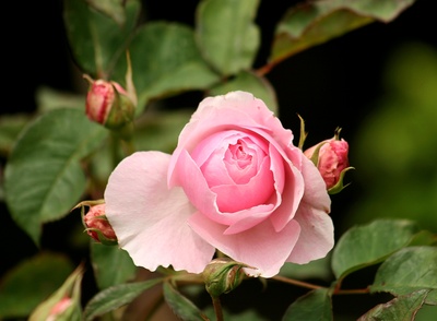rose in zart rosa