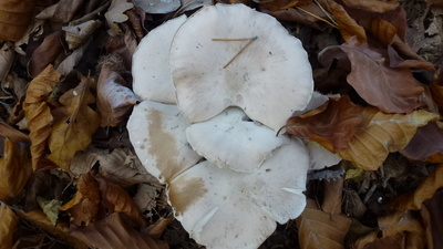 Weiße Pilze auf Laub