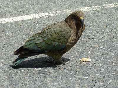 Kea (Neuseeland) 1