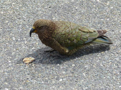 Kea (Neuseeland) 2