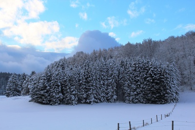 Winterwald  und Wolkenhimmel