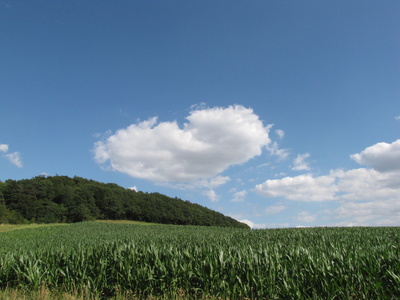 grün-blau-weiß: Feld mit Himmel