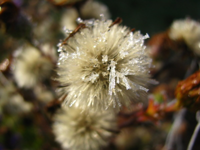 verblühte Aster