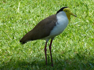 Vögel Neuseelands 5