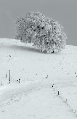 Schneebaum auf dem Schauinsland