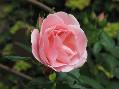 Rosa Rose allein aufgeblüht